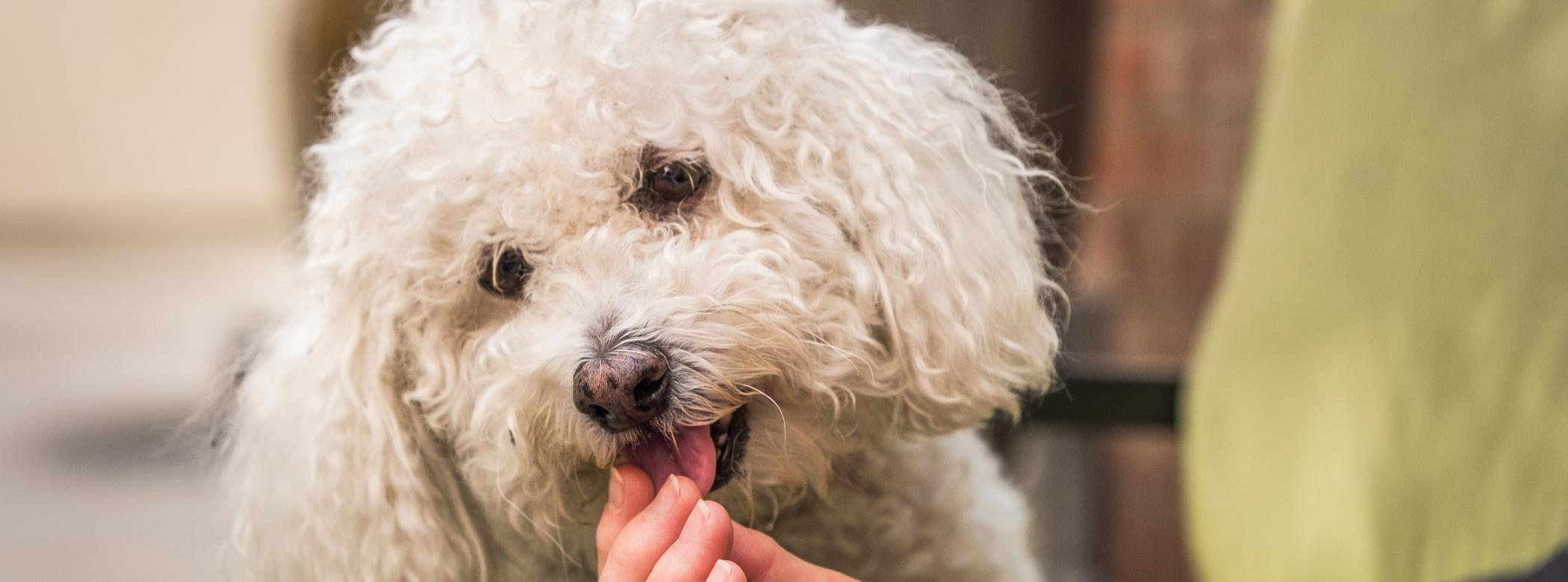A Bichon Frise eats a treat from their pet parent&#39;s hand