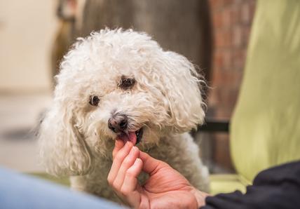 A Bichon Frise eats a treat from their pet parent&#39;s hand