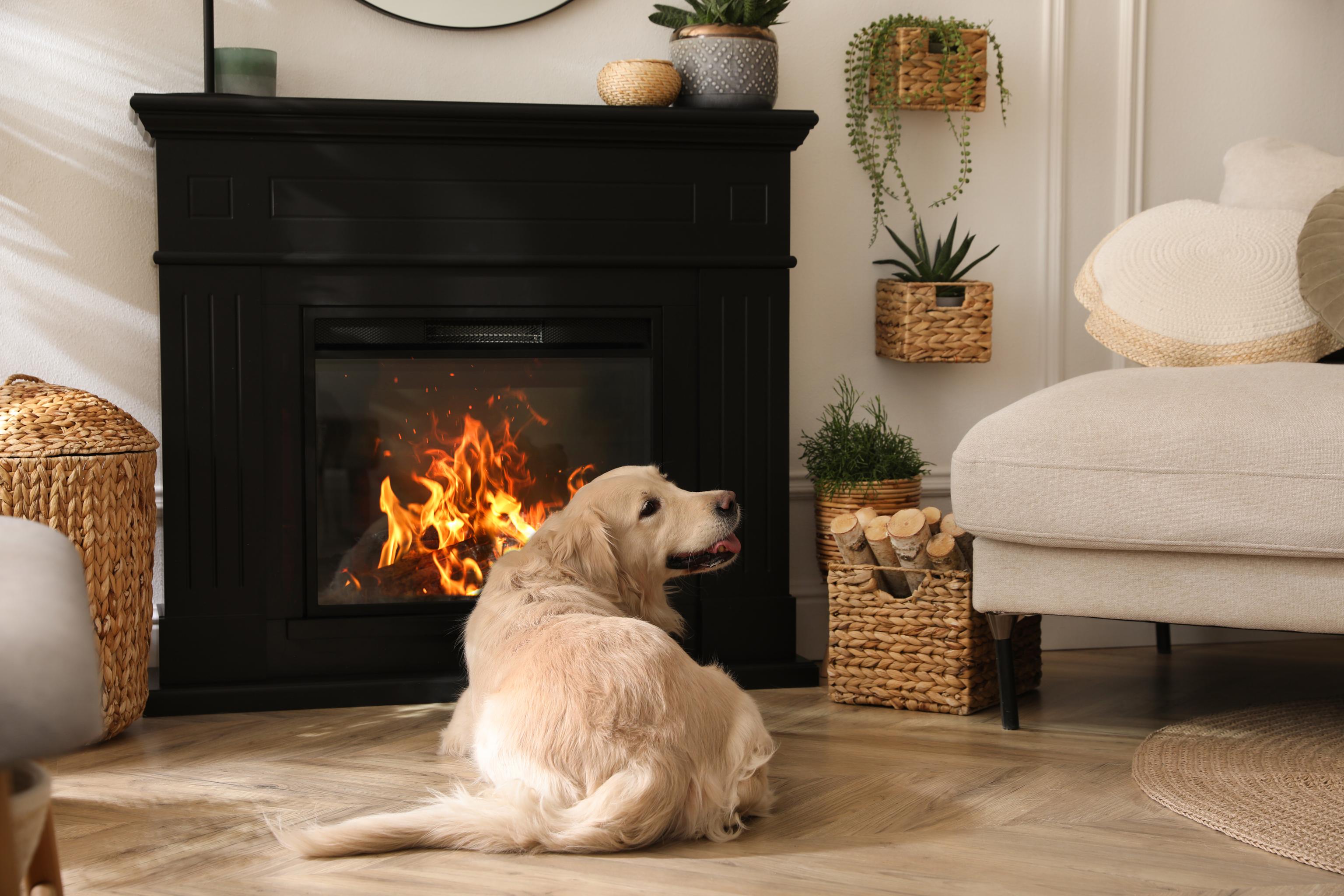 A happy Golden Retriever lays next to a glass-door fire, they&#39;re turning their head with their tongue out towards someone