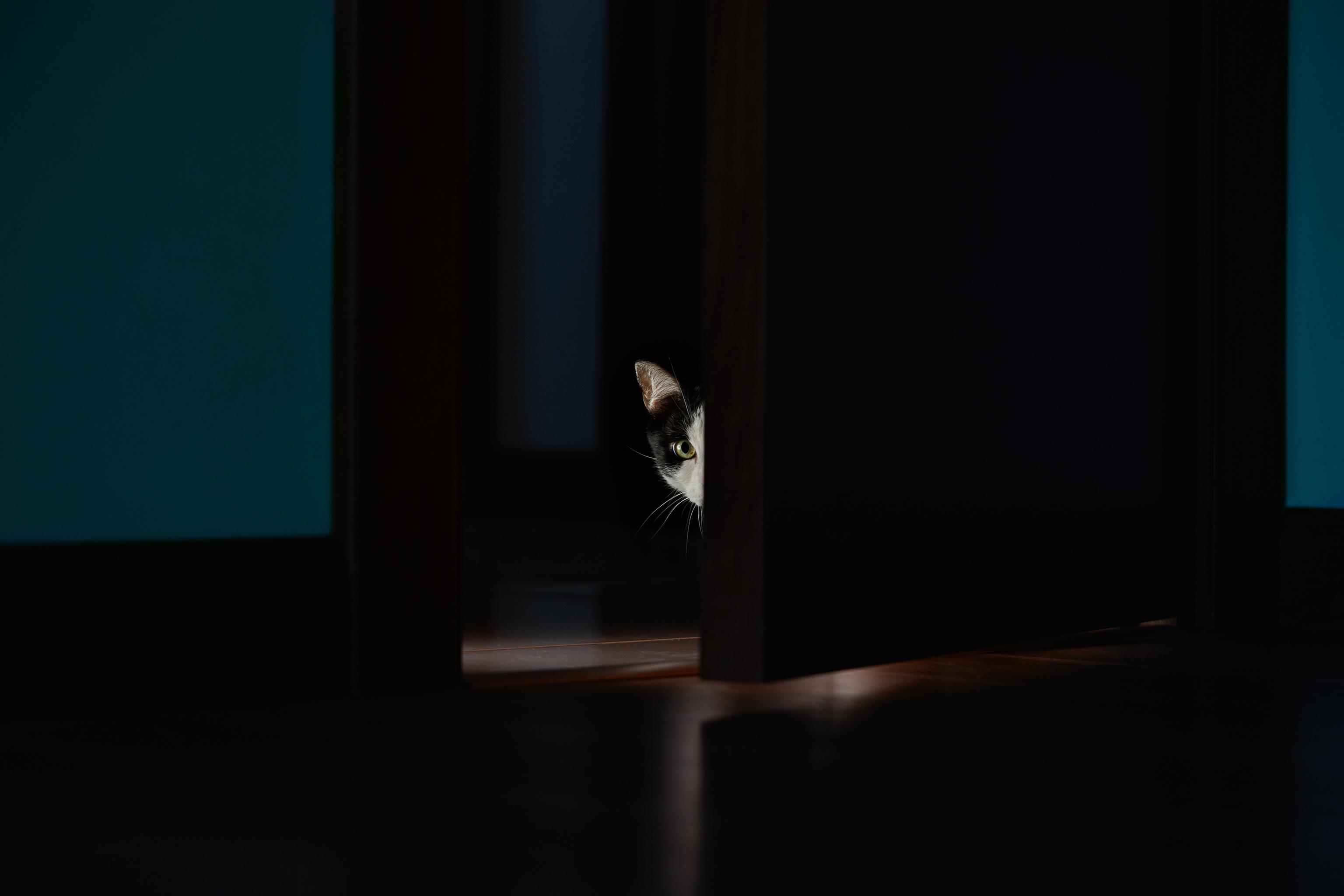 A black-and-white cat peeks beyond a door inside a house at night