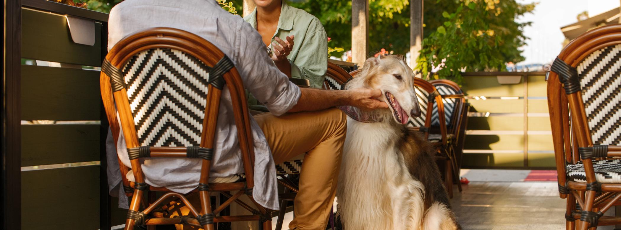 A Borzoi makes a happy expression as a man pets them; he's sat at a table with a woman on an outdoor patio area