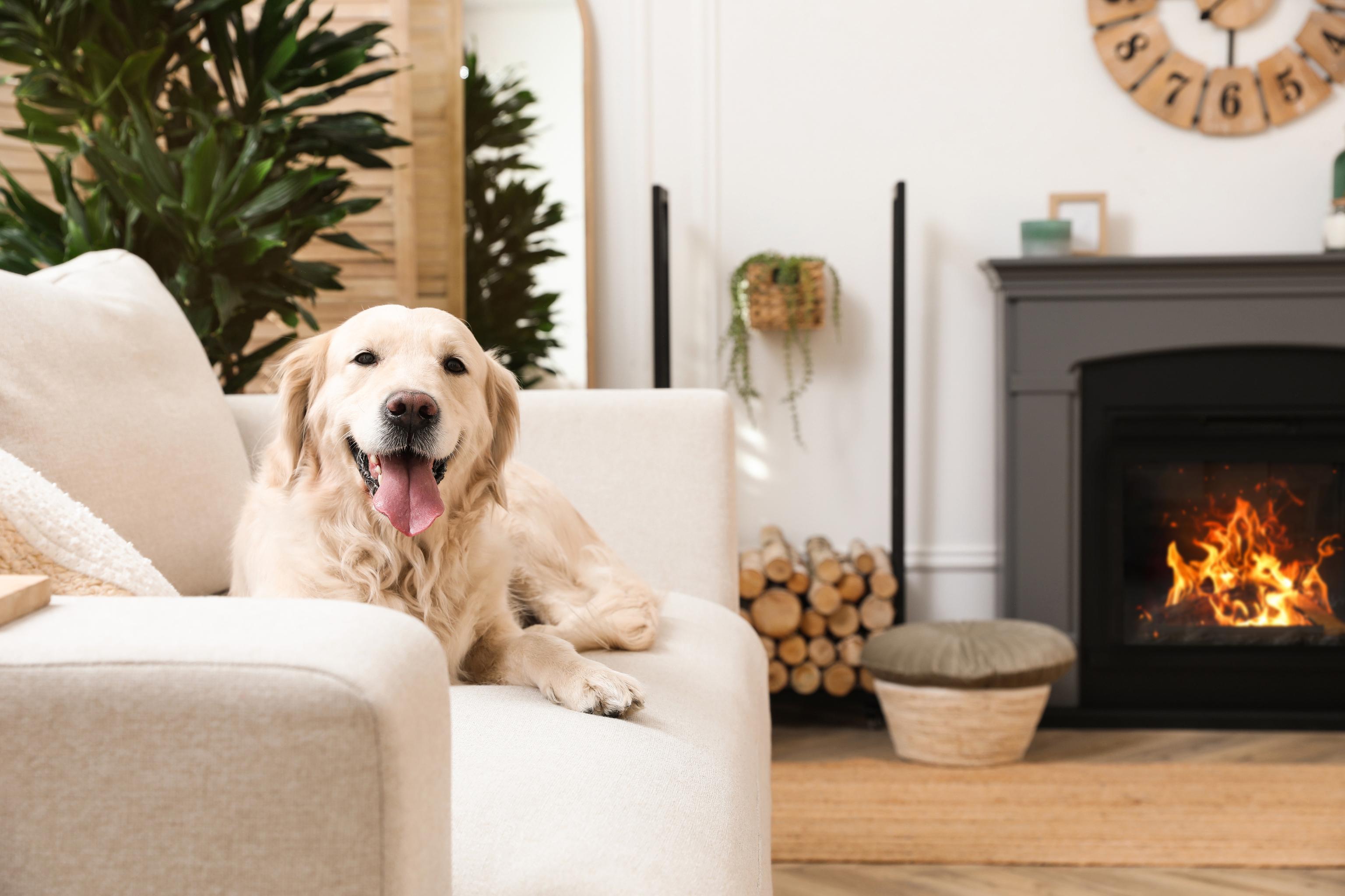A Golden Retriever looks into the camera with their tongue out, with a fire on in the background