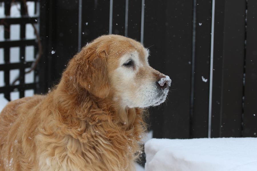 A senior Golden Retriever lays outside