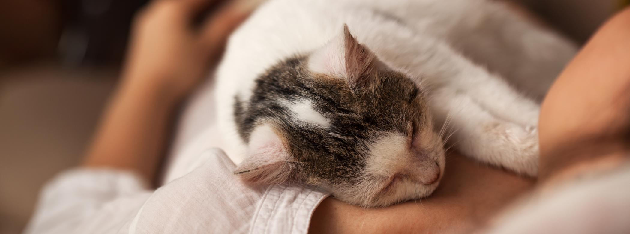 A white-and-grey cat lays on a persons chest as they both sleep near a fire
