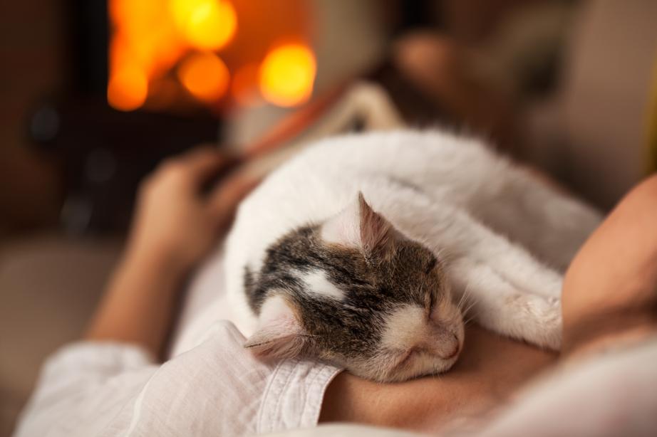 A white-and-grey cat lays on a persons chest as they both sleep near a fire
