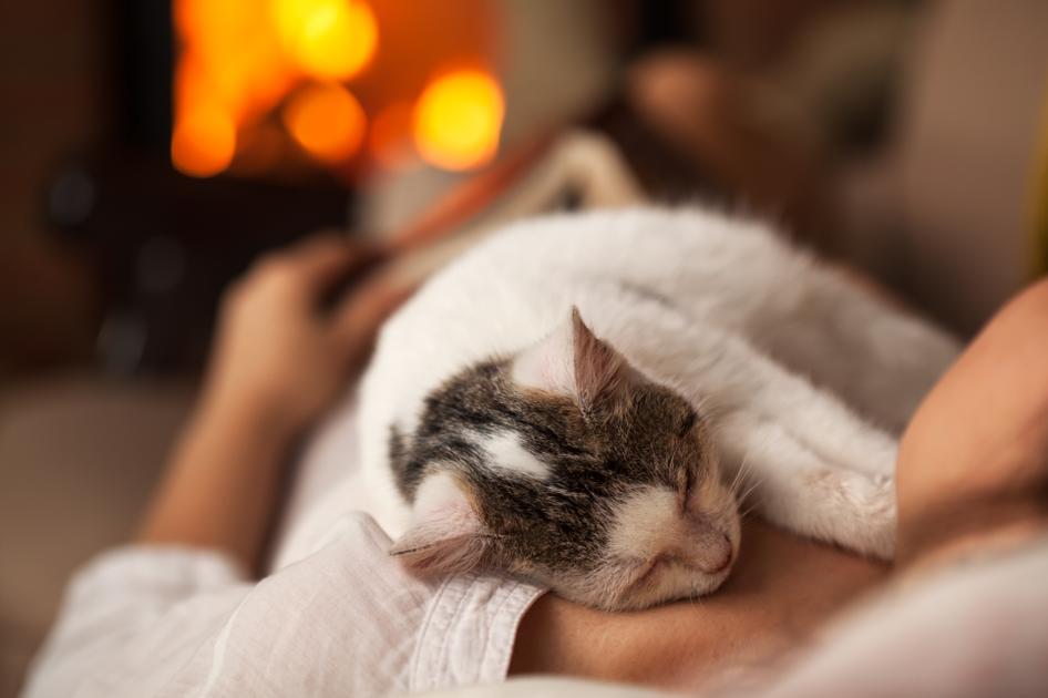 A white-and-grey cat lays on a persons chest as they both sleep near a fire
