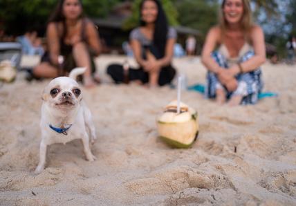 A happy dog looks into the camera while stood on the beach, there's a coconut next to them