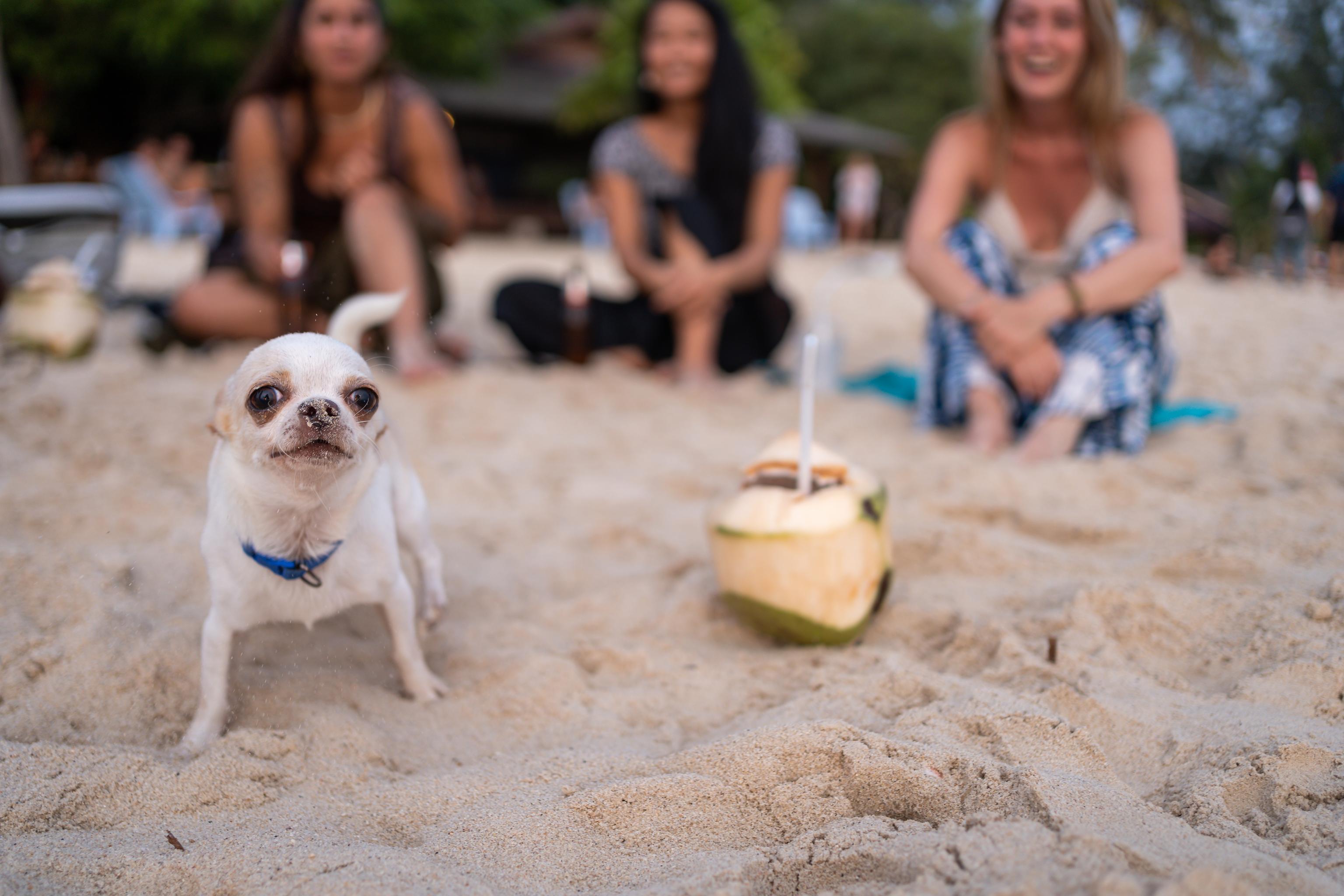 A happy dog looks into the camera while stood on the beach, there&#39;s a coconut next to them