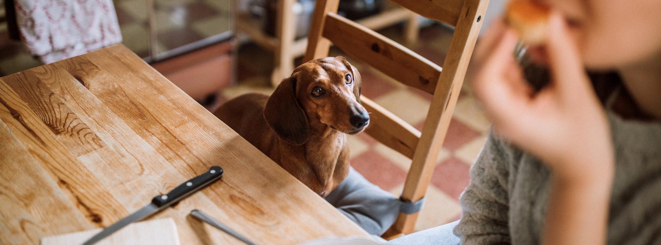 A brown Dachshund sits on a chair and looks up at a woman as she eats a piece of cake
