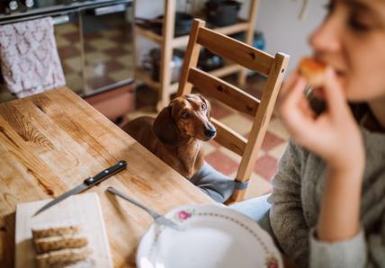 A brown Dachshund sits on a chair and looks up at a woman as she eats a piece of cake