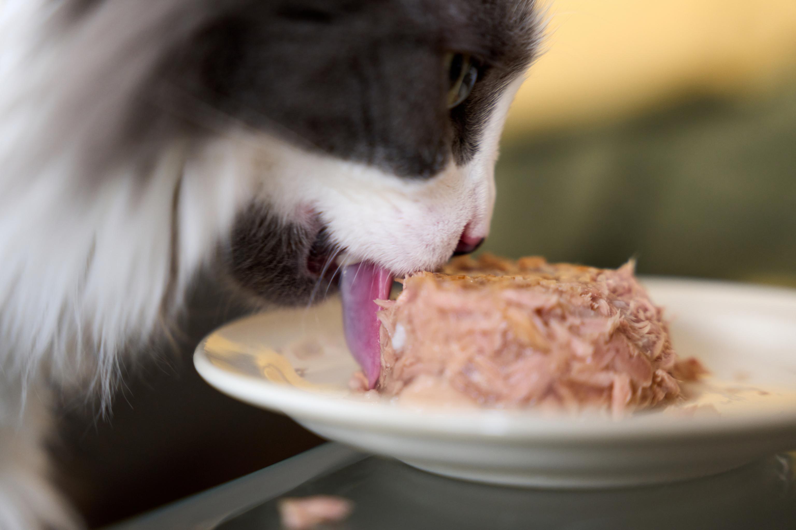 A cat licks some canned tuna in a bowl