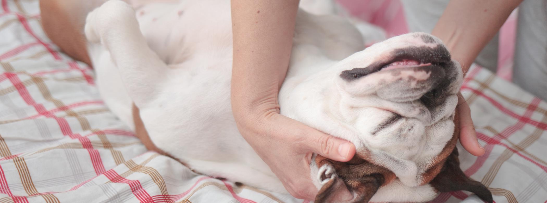 A dog lies on its back on a plaid bedspread, enjoying a gentle neck massage from a person wearing a striped sleeve.