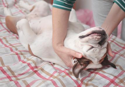 A dog lies on its back on a plaid bedspread, enjoying a gentle neck massage from a person wearing a striped sleeve.