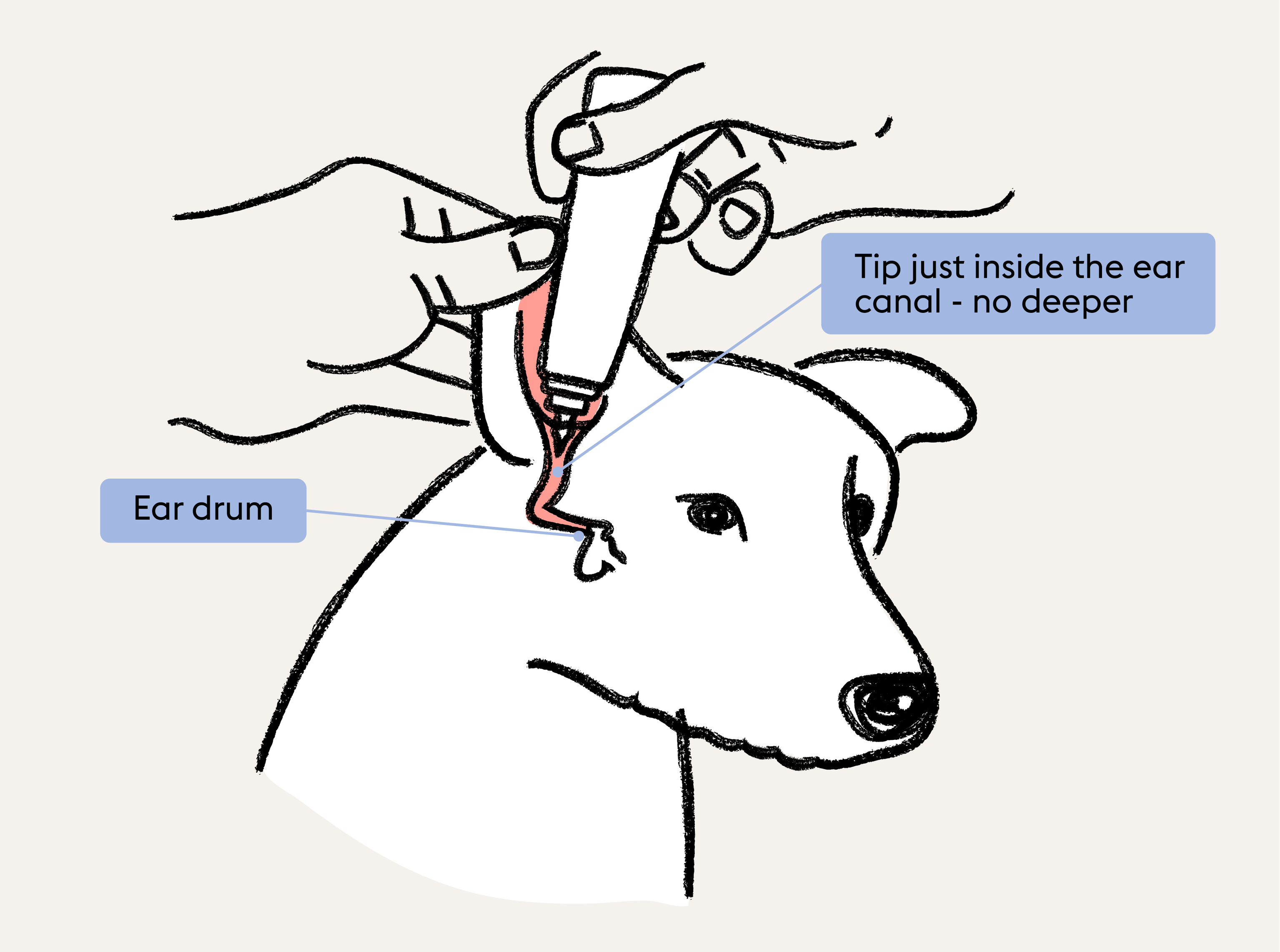 How to clean dog ears: A step-by-step guide | ManyPets