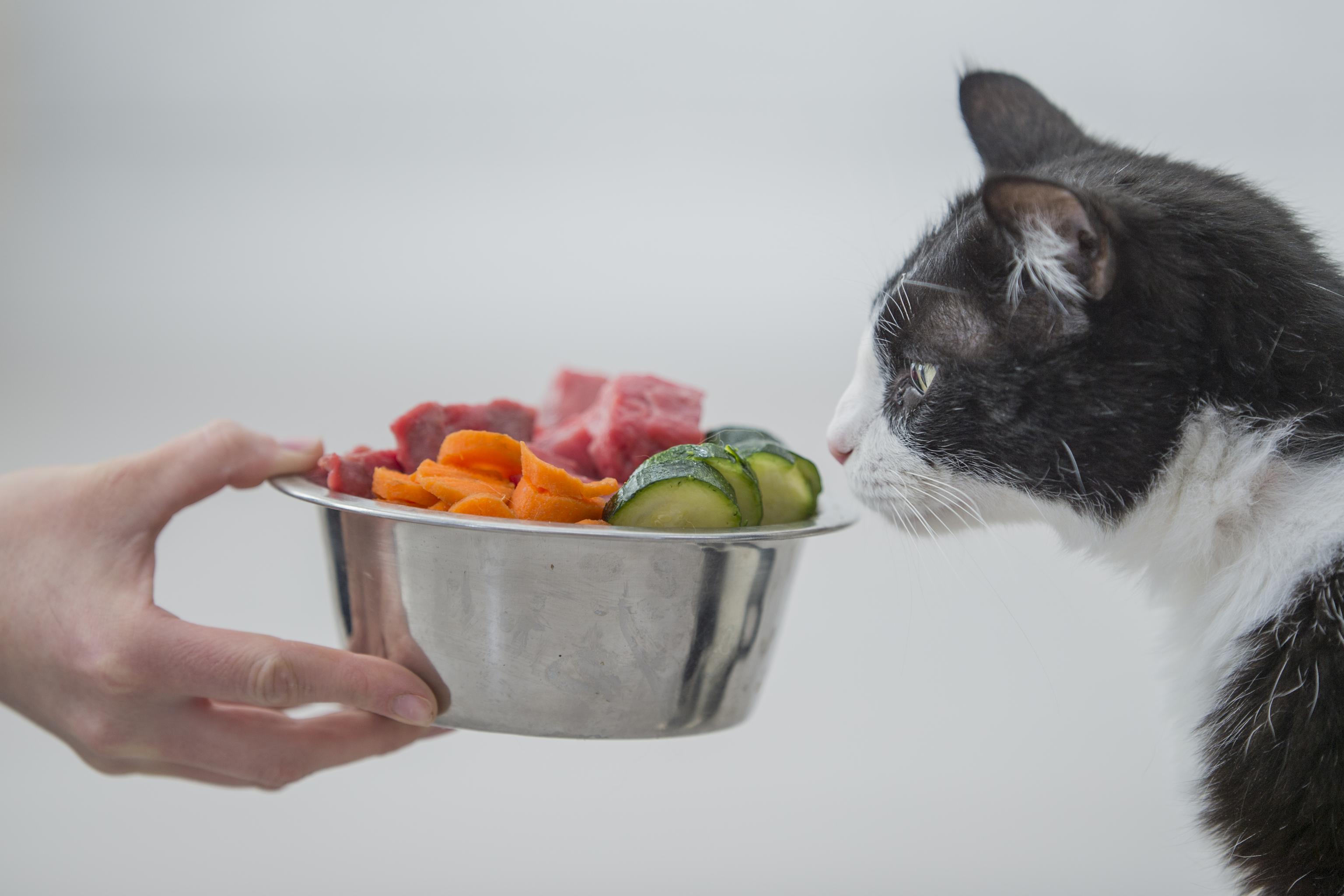 A cat sniffs at a bowl of raw vegetables and meat