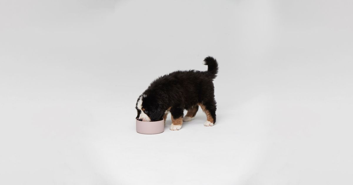 Moving water dog on sale bowl