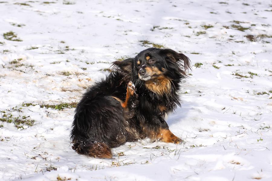 A small black-and-brown dog itches while outside in the snow