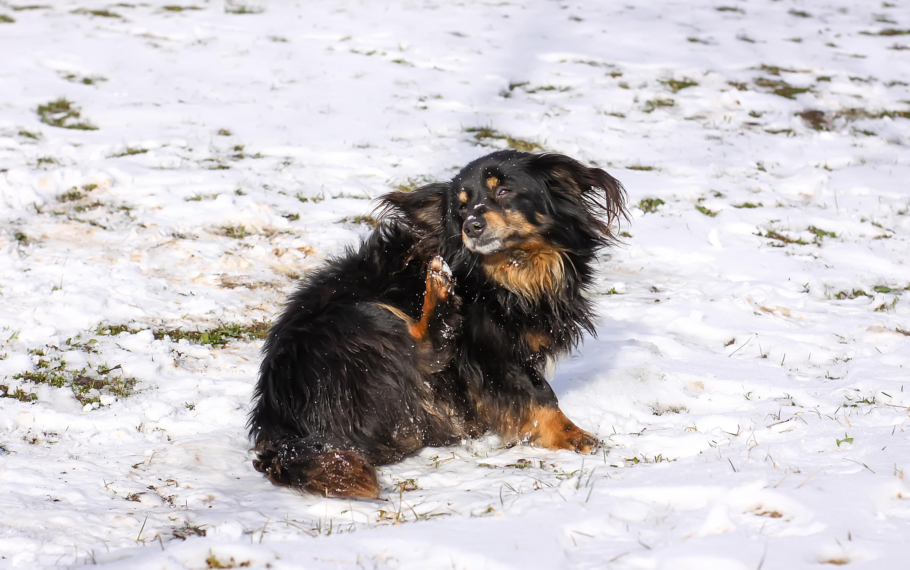 A small black-and-brown dog itches while outside in the snow