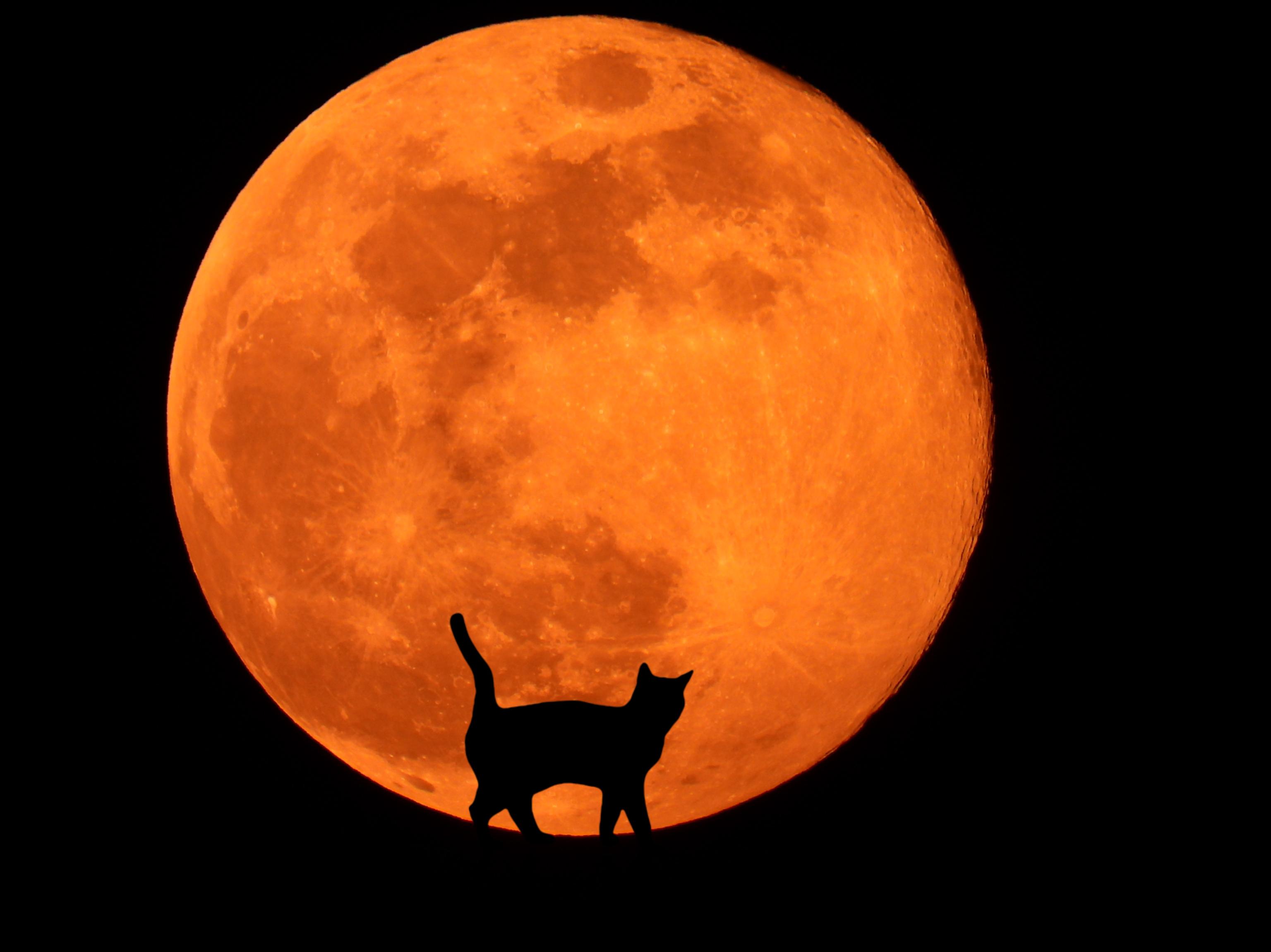 A silhouette of a cat with an orange moon in the background