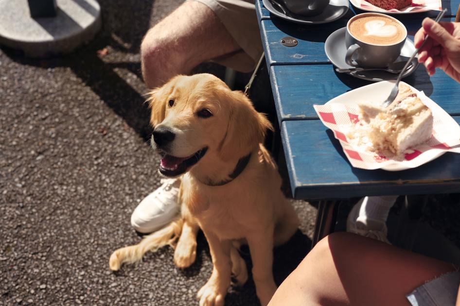 Image of a Golden Retriever sat outside