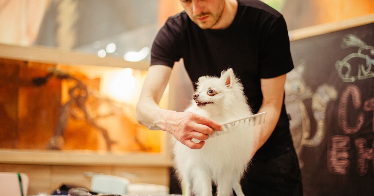 5 best groomers in Pittsburgh ManyPets