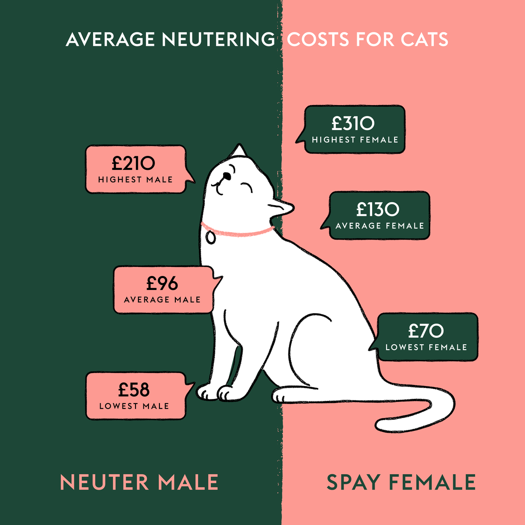 Average neutering costs for cats 2023