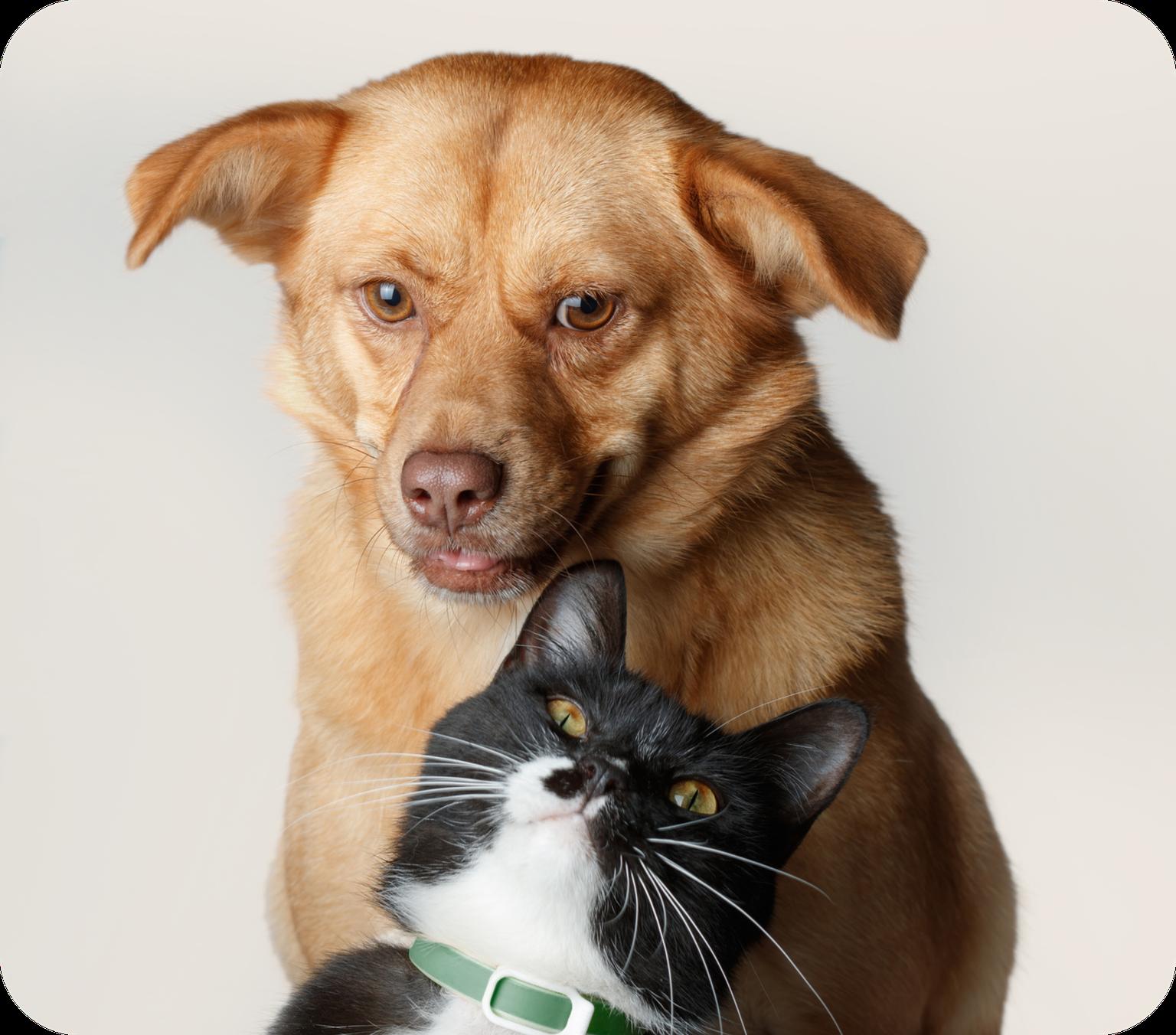 A dog and cat on beige background