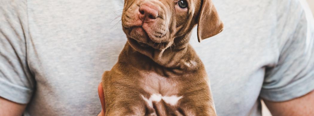 Bifidobacterium longum bl999 1x109 cfu for dogs 2025