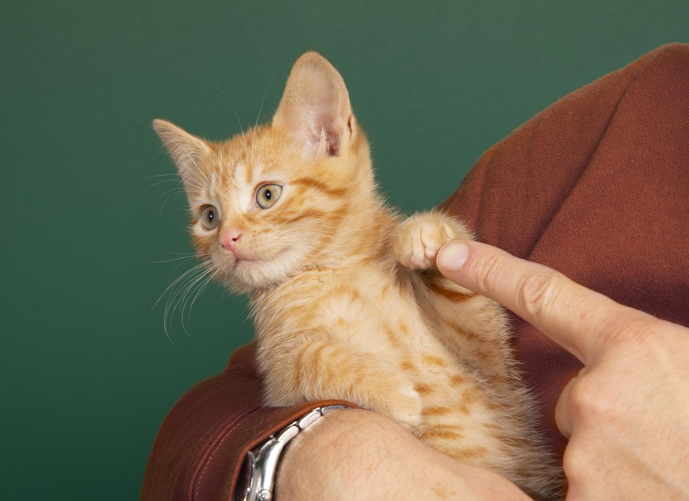 Kitten insurance Get a Quote Today ManyPets