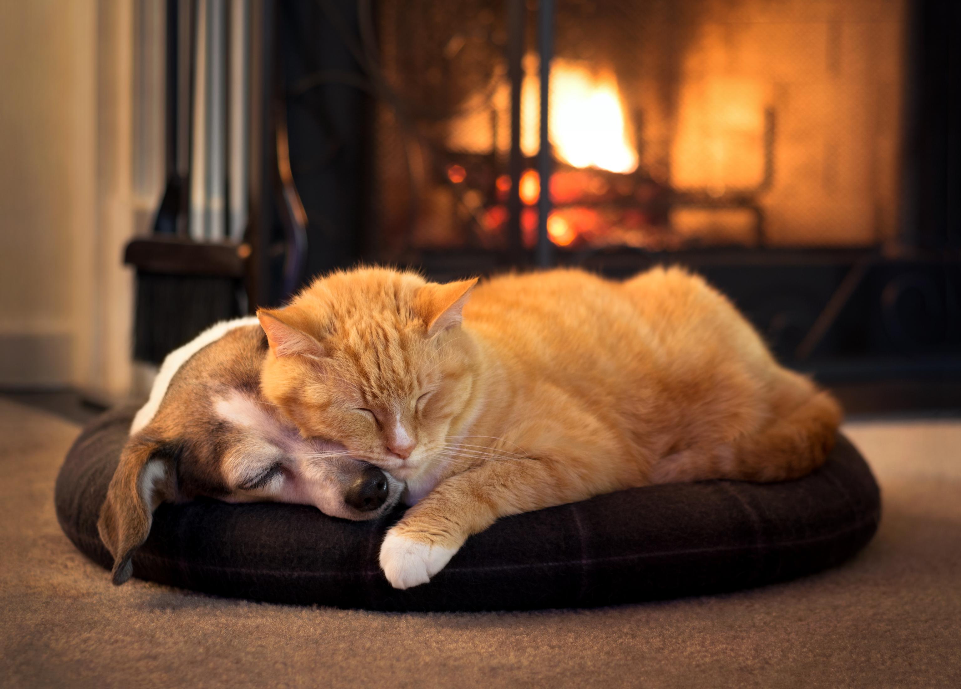 A brown-and-white dog and a ginger cat both sleep on a brown beanbag near a fire