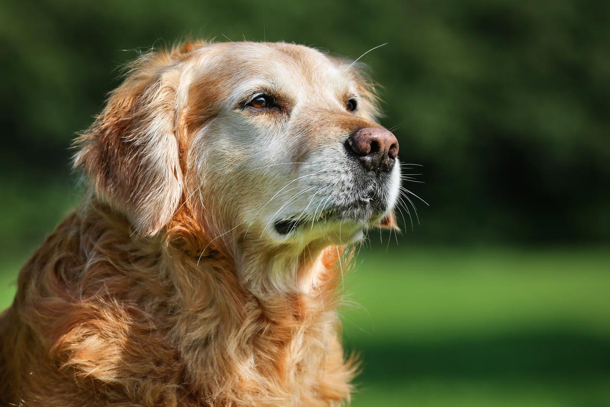 An old Golden Retriever looks beyond the camera, they&#39;re outside in what looks like a green park