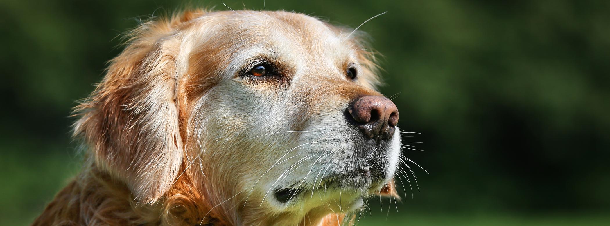 An old Golden Retriever looks beyond the camera, they&#39;re outside in what looks like a green park