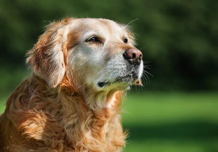 An old Golden Retriever looks beyond the camera, they&#39;re outside in what looks like a green park