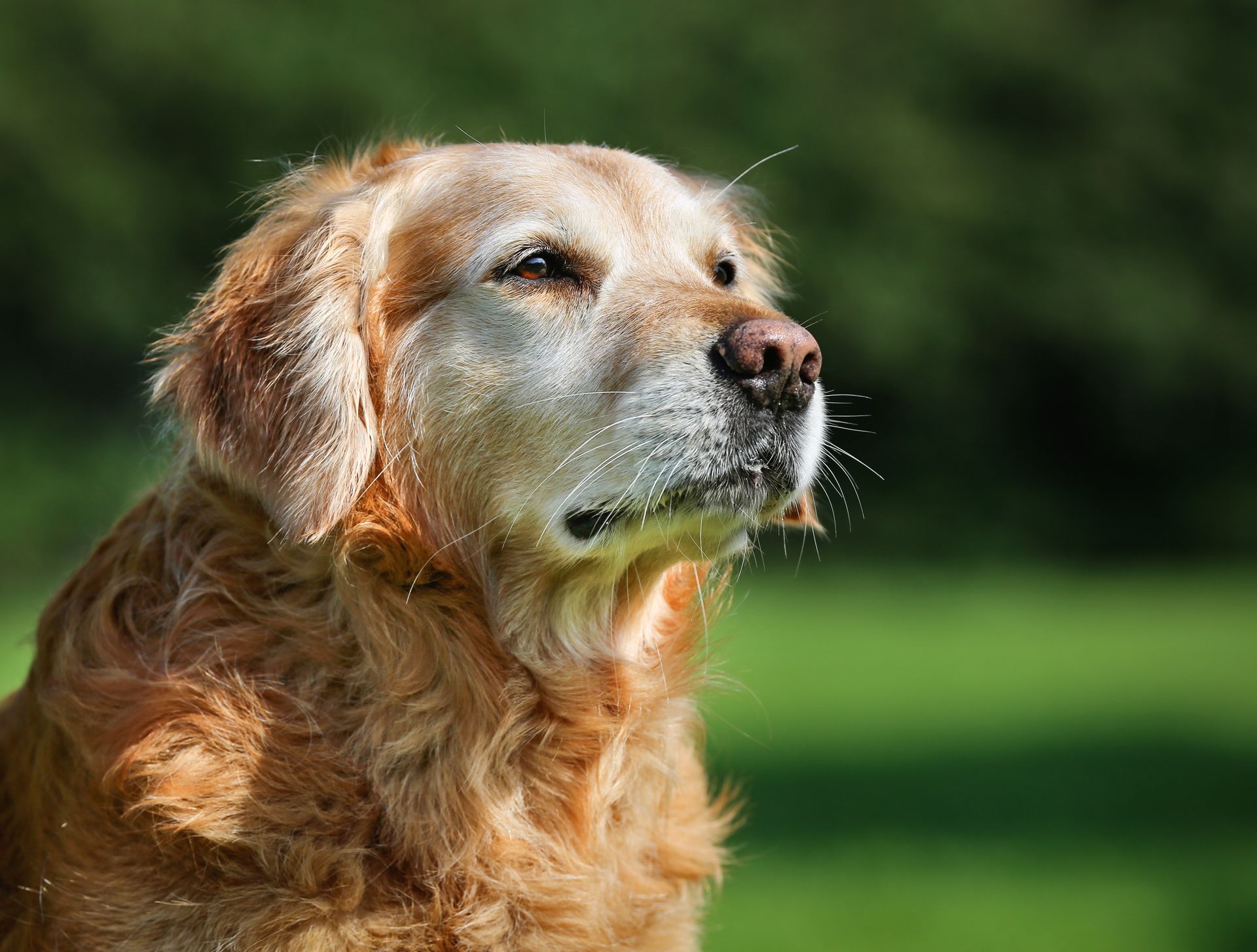 Senior dog in field