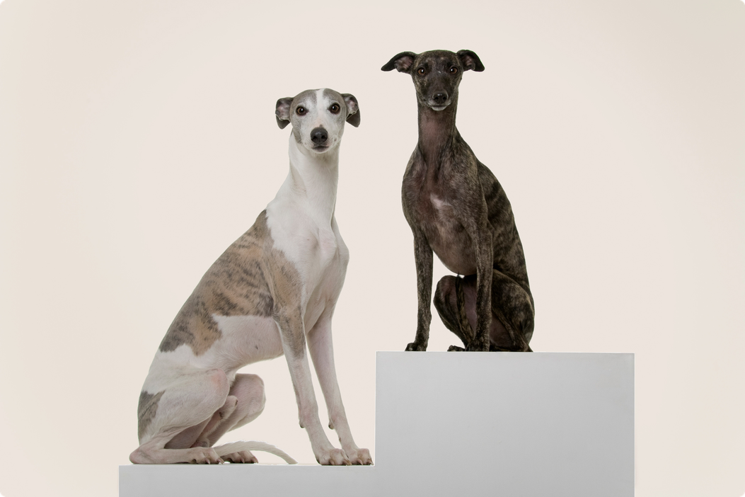 Common health problems with Greyhounds ManyPets