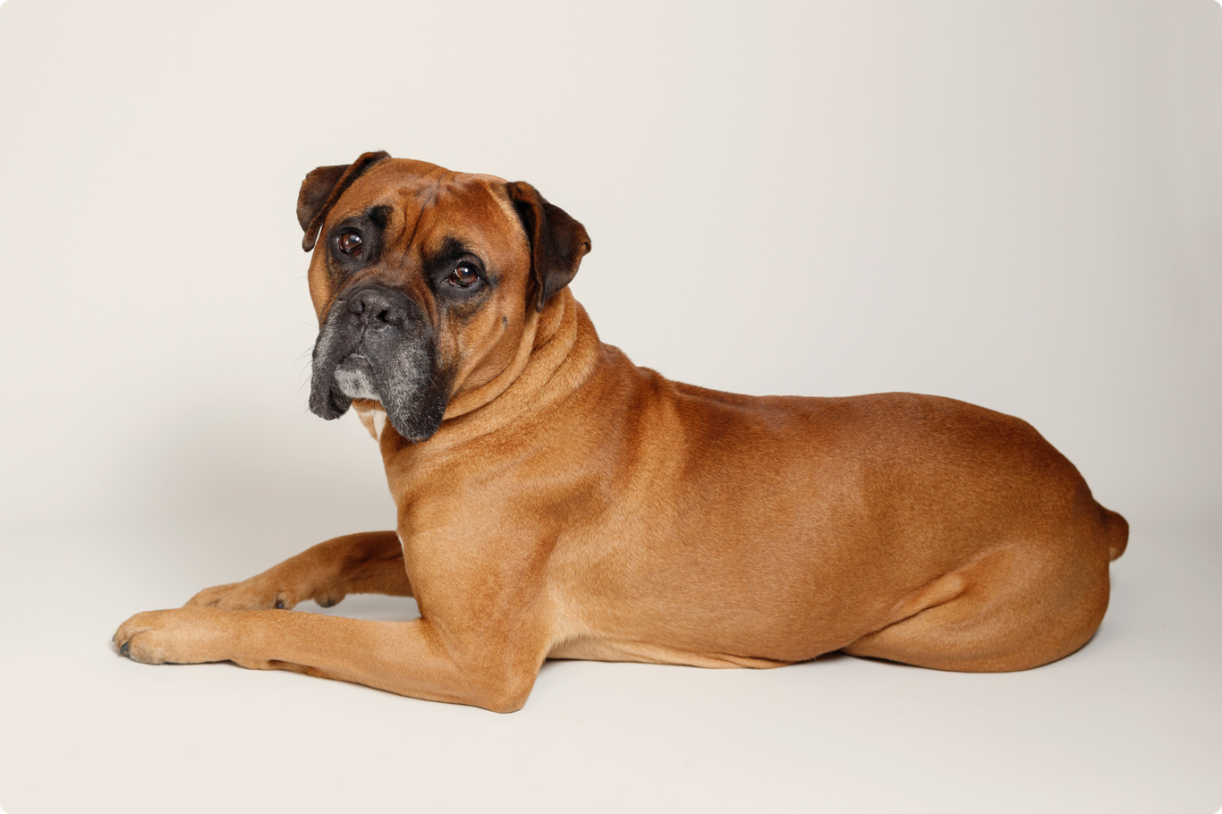 Boxer dog insurance ManyPets