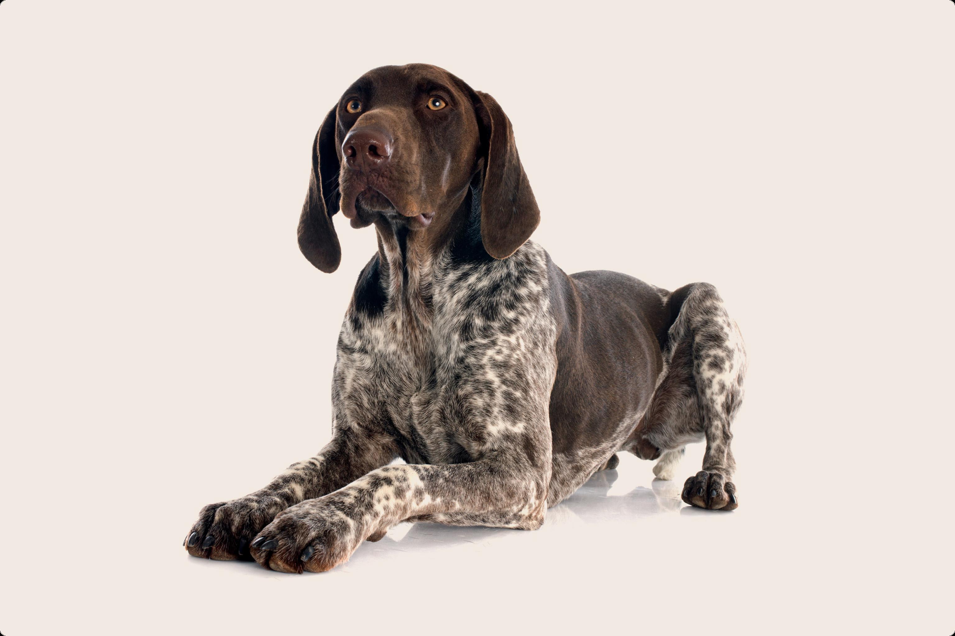 A German Shorthaired Pointer with a dark brown head and ears, and a white and brown speckled body, lying down against a light beige background and looking to the side.