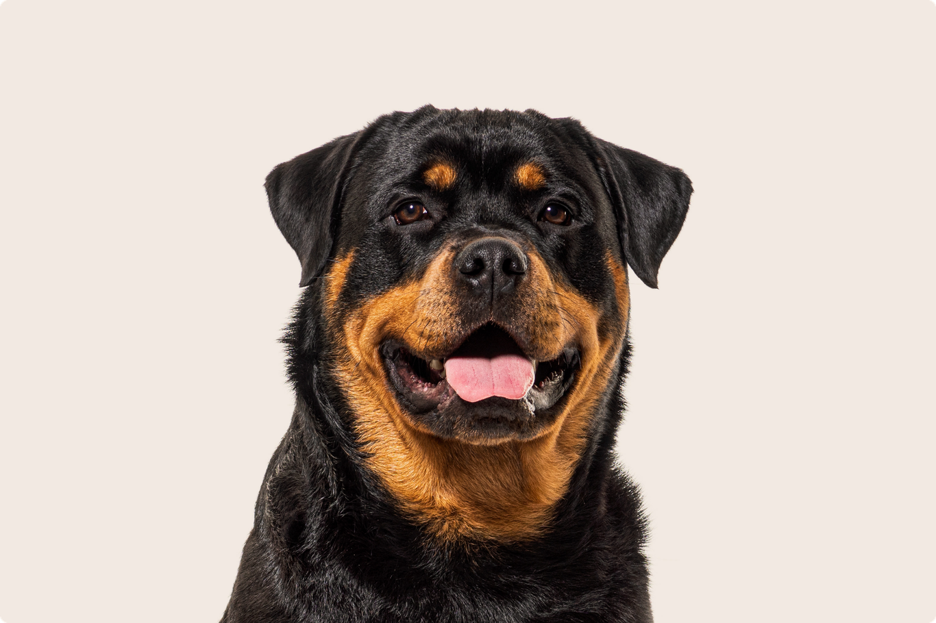Rottweiler insurance ManyPets