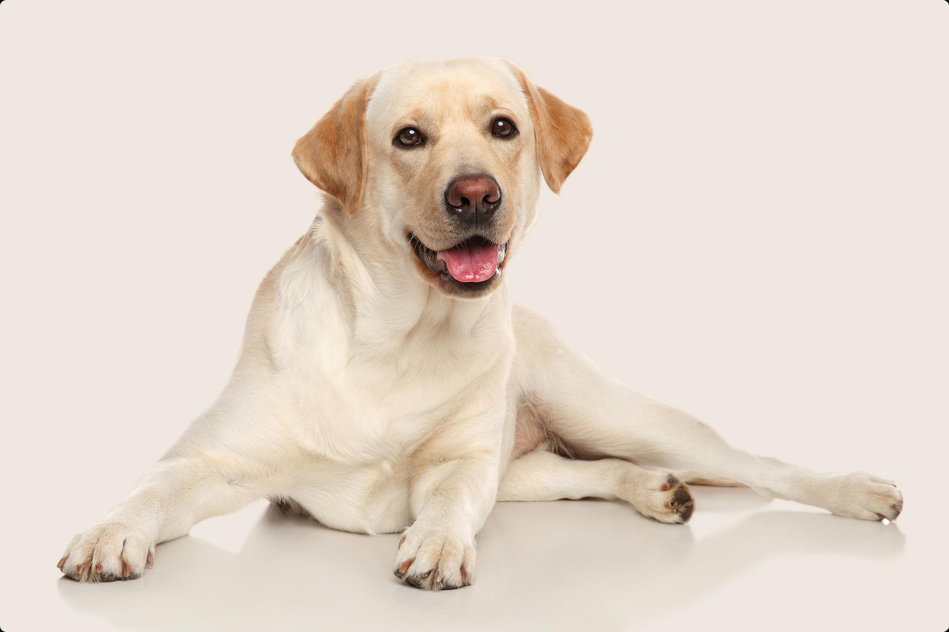 lab