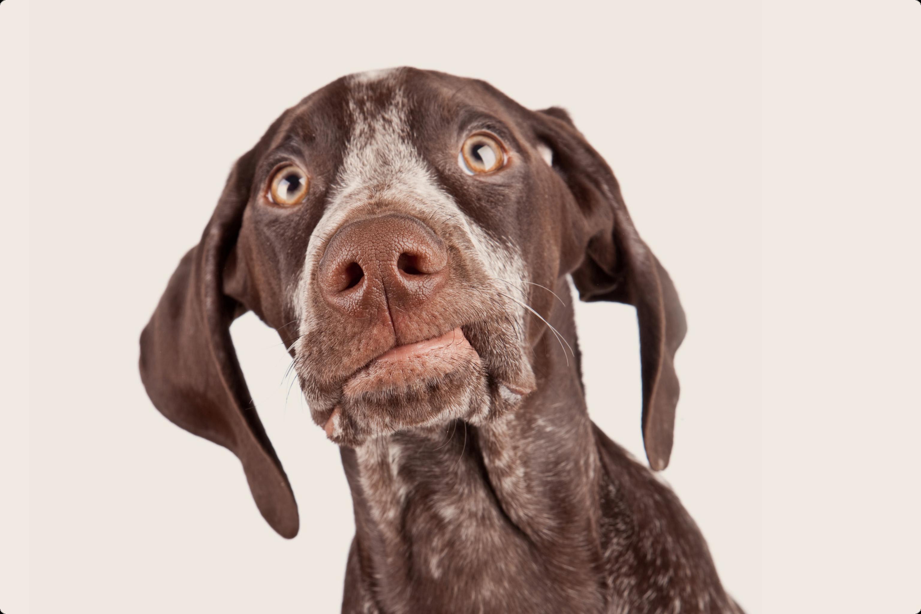 German shorthair pointer