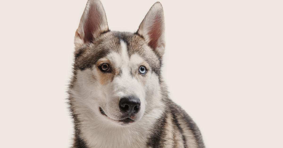 Best dog food for huskies to gain weight best sale