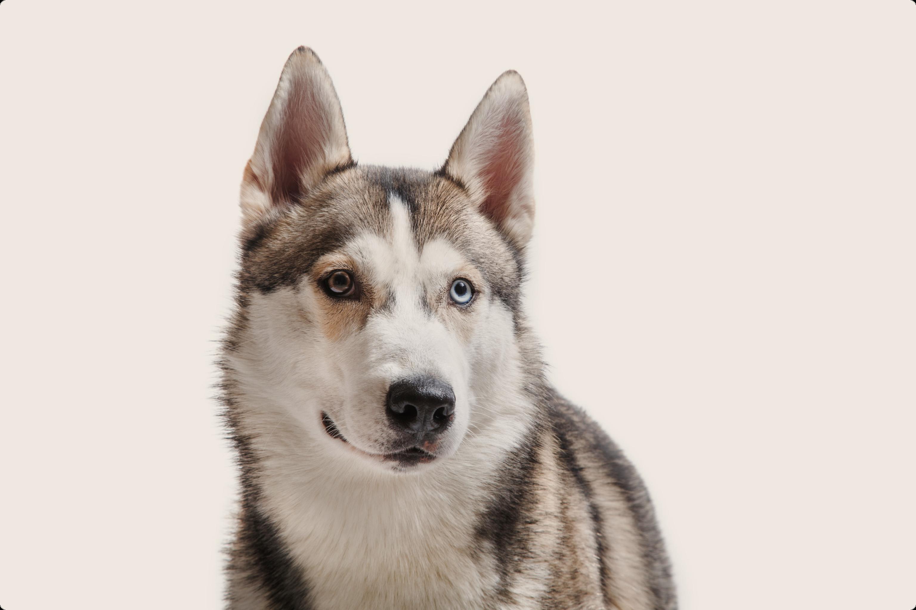 A close-up of an husky dog with a white and grey coat, looking directly at the camera against a light beige background. The dog has one blue eye and one brown eye.