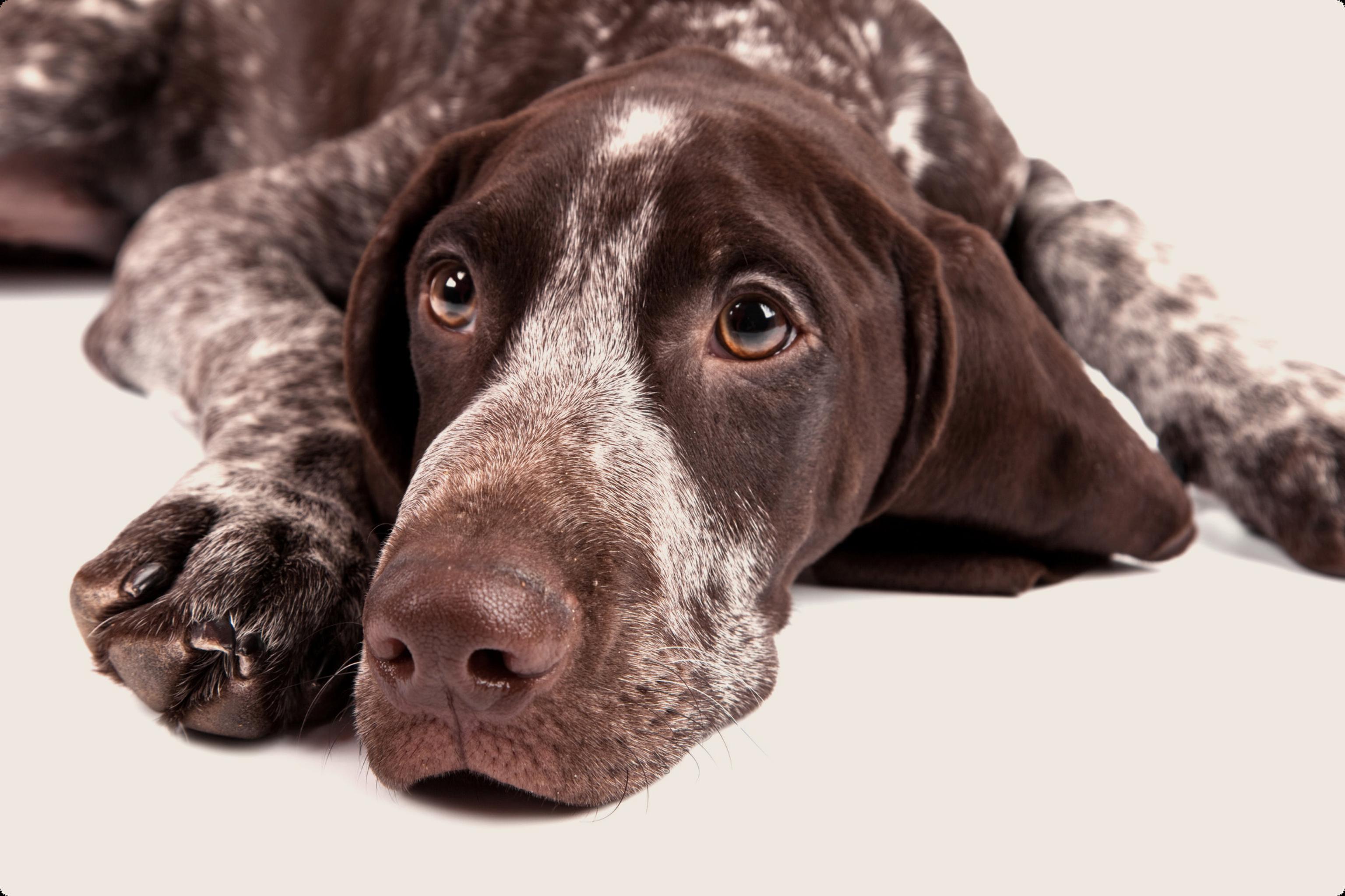 German shorthair pointer