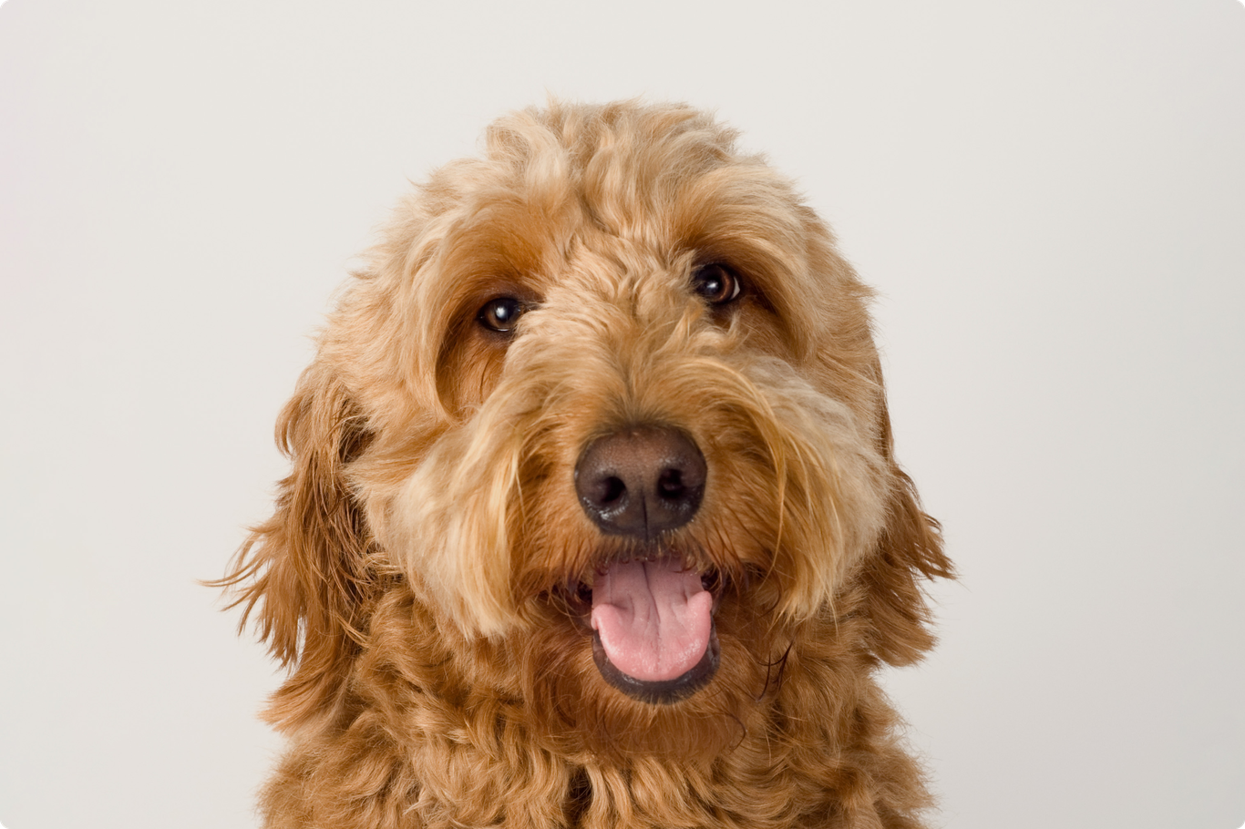 Goldendoodle Insurance ManyPets
