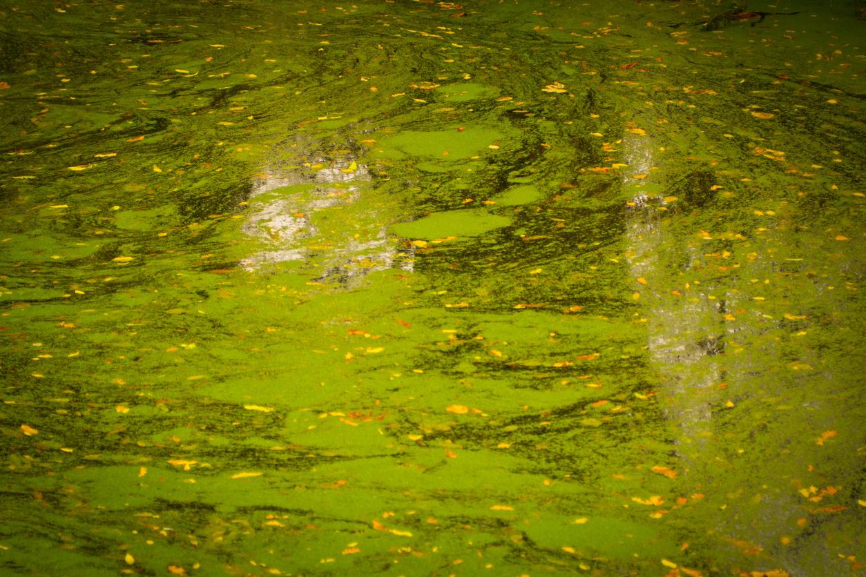 Image of green algae in still water