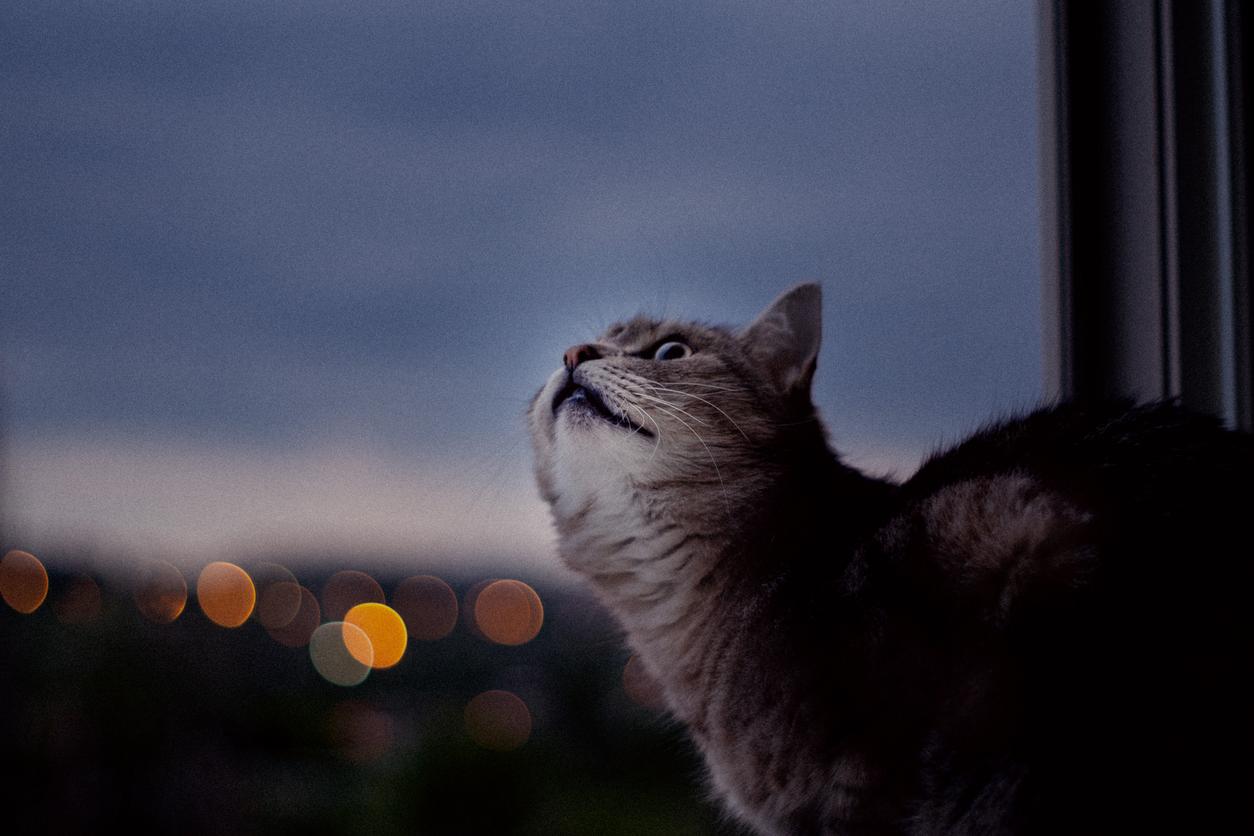 A grey cat turns their head and looks through a window at night