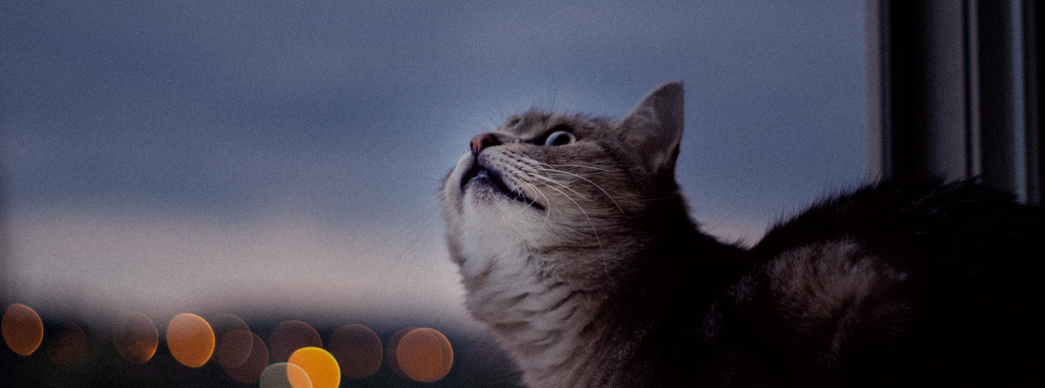 A grey cat turns their head and looks through a window at night