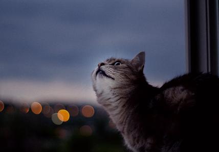 A grey cat turns their head and looks through a window at night
