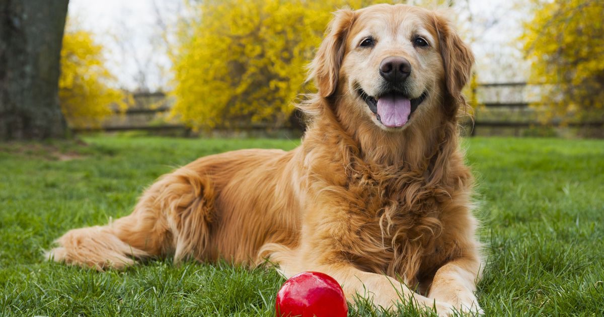 The ManyPets Guide To Treating Cancer In Dogs ManyPets