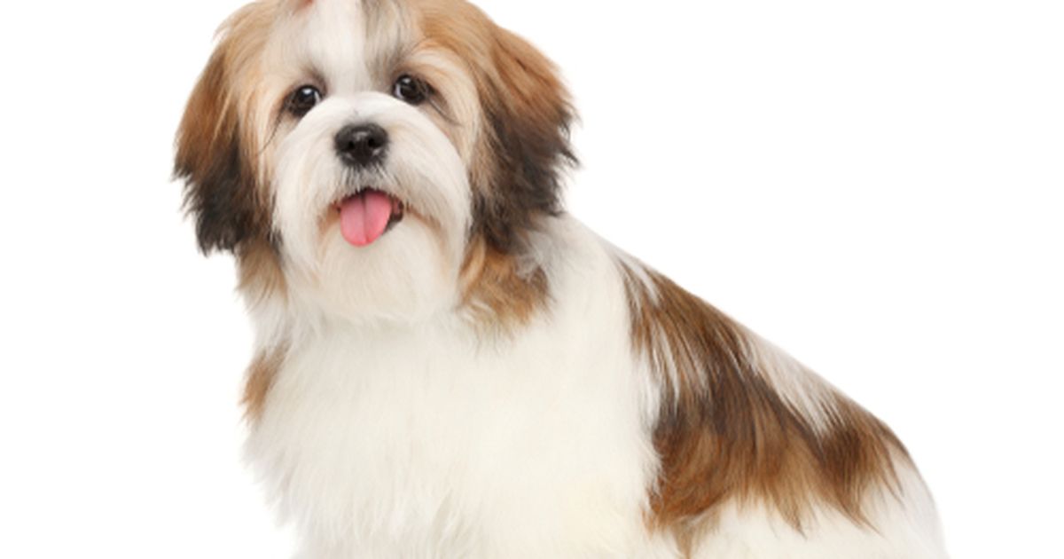 7 Shih Tzu Haircuts with Photos  Plus Hair Care Guide